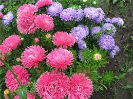 Подходящи ли са градинските цветя за озеленяване и зацветяване на паркове? Esenni Cvetya V Gradinata Cvetya Blgarski Fermer