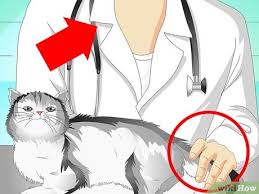This process is referred to as molting. How To Treat A Cat S Broken Tail 9 Steps With Pictures
