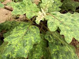 mosaic disease of eggplant yellow