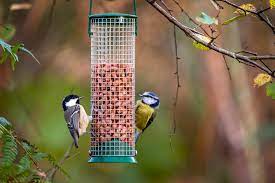 how to attract birds to your garden