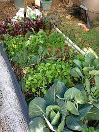 Start Winter Vegetable Garden In India