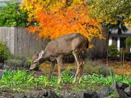 ways to stop deer from eating plants
