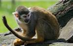 Free photo: Spider Monkey, Zoo, Monkey, Primate - Free Image on ...