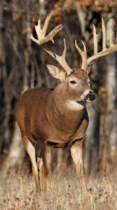 autumn s elk deer horns gr