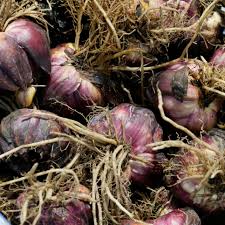 These flowering bulbs are very easy to plant and care for, and are one of my favorites. Identifying Bulb Types Understanding Bulbs Corms Rhizomes And Tubers Hgtv