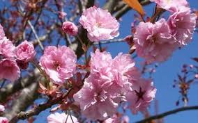 Tree grows to about 25 feet. Prunus Kanzan Japanese Flowering Cherry Tree For Sale