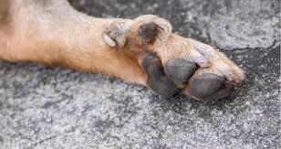 remove dew claws in older dogs
