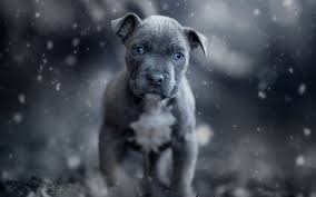 Probably no other dog breed has such a tarnished opinion despite the name, the first staffordshire terriers were bred in birmingham in the 19th century. Download Wallpapers American Pit Bull Terrier Gray Small Puppy Cute Animals Small Pit Bull Terrier Gray Puppy With Blue Eyes For Desktop Free Pictures For Desktop Free