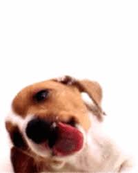 anger licks dog gif on gifer by mv