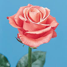 hoogasian flowers rose is june birth
