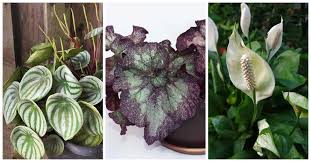 Best Low Light Indoor Plants