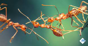 We understand that you're looking for the best pest control company in salt lake city, so here's a few reason we're it. 5 Different Types Of Ants Moxie Pest Control