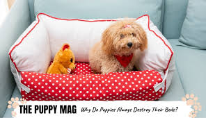 why puppies destroy their beds how to