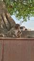Monkey (Hanuman ji) at AYODHYA Ram temple, #monkey #ram #hanuman ...