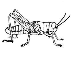 Download grasshopper coloring pages and use any clip art,coloring,png graphics in your website, document or presentation. Grasshopper Pictures Coloring Pages Insect Tattoo