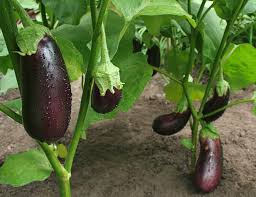 growing eggplant kellogg garden