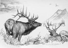 They will hang together in bachelor herds, away from the cows and calves. Elk Art Elk Pencil Drawing Of The Majestic Rocky Mountain Etsy