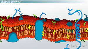 cell membrane definition structure