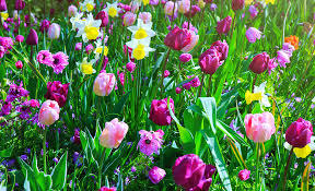 Ideas For Spring Flowering Bulbs The