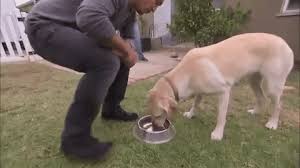 It may make him less aggressive towards other male dogs. Why Dog Whisperer Cesar Millan Is Attacked By Critics Constantly