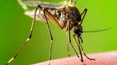 Image result for jpeg mosquito