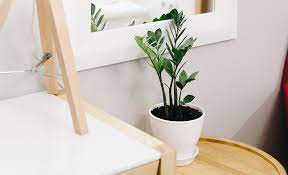 Indoor Plants For Your Home Or Office