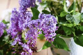 Be sure to plant them with enough space for future growth. Growing Lilacs In Containers Tips For Planting A Lilac Shrub In A Pot