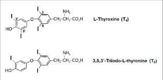 thyroid hormone ogues l thyroxine