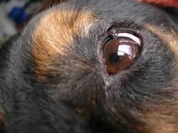 eyelid meibomian gland tumors in dogs