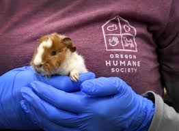 The cochrane & area humane society (cahs) is not responsible for the content or reliability of the linked websites that may appear. Oregon Humane Society Receives 250 Guinea Pigs From Overwhelmed Owner Opb