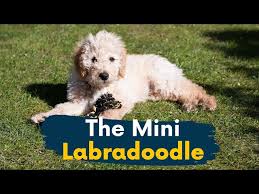 mini labradoodle 11 reasons this dog
