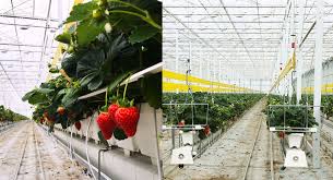 indoor strawberry cultivation