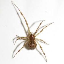 10 most common types of house spiders