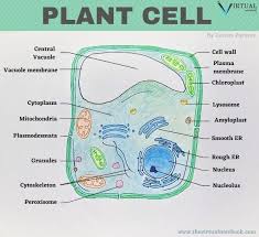 plant cell vs cell similarities