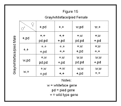 Punnett squares like this also help us see certain patterns of inheritance. The Cockatiel Cabin S Cockatiel Genetics Page 8