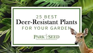 25 best deer resistant plants for your
