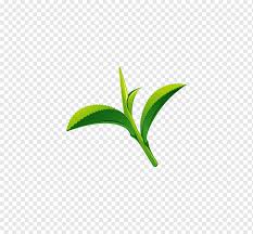 green tea leaf tea vector tea png