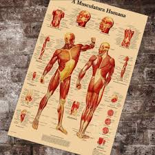 Us 3 98 Anatomy Pathology Anatomical The Human Muscle Chart Classic Canvas Paintings Vintage Wall Posters Stickers Home Decor Gift In Painting