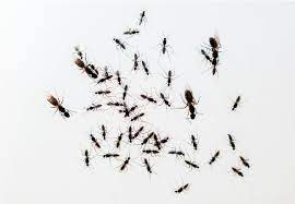 how to get rid of flying ants and