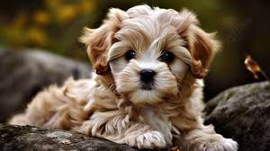 cute faw furry puppy wallpapers