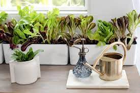 Grow Indoor Garden Vegetables Herbs