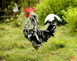 4 Unusual European Chicken Breeds For Your Flock Hobby Farms