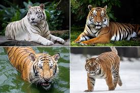 87 Interesting And Fun Tiger Facts For Kids