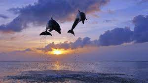 dolphin Wallpapers HD / Desktop and ...