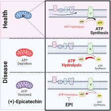 Inhibition Of Atp Synthase Reverse
