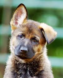 Location information on over 300 puppy breeders in our national directory. German Shepherds Nyc Akc German Shepherds Middletown Ny German Shepherd Breeder Ny New York Canine