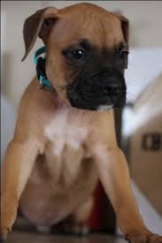 Ch tx country north by northwest. Litter Of 5 Boxer Puppies For Sale In Conroe Tx Adn 31769 On Puppyfinder Com Gender Male Age 6 Weeks Puppies For Sale Boxer Puppies For Sale Boxer Puppies