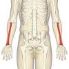 A false joint is formed where the shoulder blade glides against the thorax (the rib cage). 1