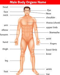 The external reproductive organ of the male. Body Part Name In Hindi English à¤¸à¤° à¤° à¤• à¤… à¤— à¤• à¤¨ à¤® Name Of Body Part