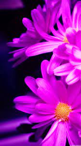 Hd Iphone Wallpapers Purple Flower ...